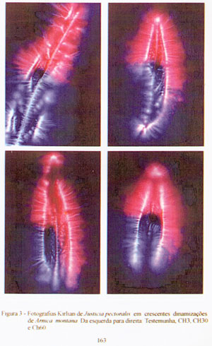 Figura 3 pg 163